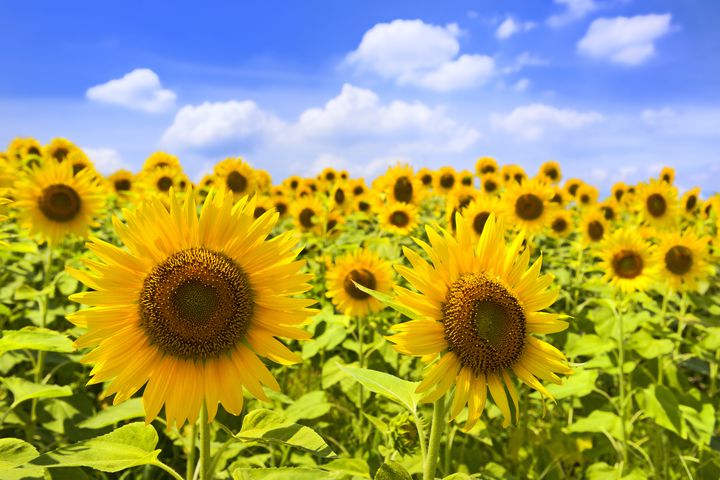 人生で一番の夏にしよう。“夏のデート”でしたい12のこと集めてみました | RETRIP[リトリップ]