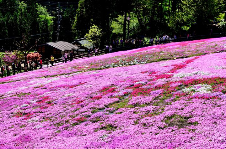 おばあちゃんがコツコツ育んだ絶景 岐阜にある 國田家の芝桜 はみる価値あり Retrip リトリップ