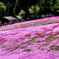 おばあちゃんがコツコツ育んだ絶景 岐阜にある 國田家の芝桜 はみる価値あり Retrip リトリップ