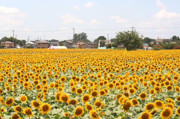 黄色に染まる 君との思い出 この夏行きたい日本の絶景 ひまわり畑 16選 Retrip リトリップ