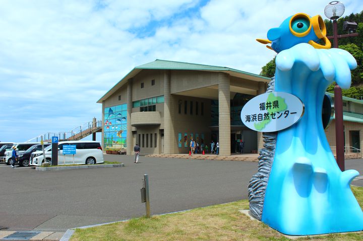 食見海水浴場の隣には、福井県海浜自然センターが併設されています。平成26年に「うみ(海湖)の学びと癒しの新空間」をコンセプトにリニューアルオープンし、魚に直接触れ、餌を与えることができる展示のほか、三方五湖の生き物等の生体展示、立体映像で海中景観を疑似体験できるシアターなどがあります。海水浴の後に立ち寄ってみるのも良いですね。家族連れにおすすめの海水浴場です。