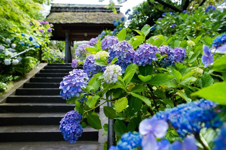 紫陽花が咲き乱れる梅雨こそベストシーズン 鎌倉デートにおすすめの観光スポットまとめ 旅行キュレーションメディア トラベルザウルス