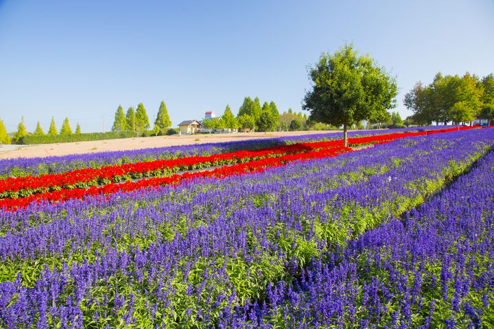 春夏秋冬楽しめる 憧れのお花畑がある広島 世羅高原農場 に行きたい Retrip リトリップ