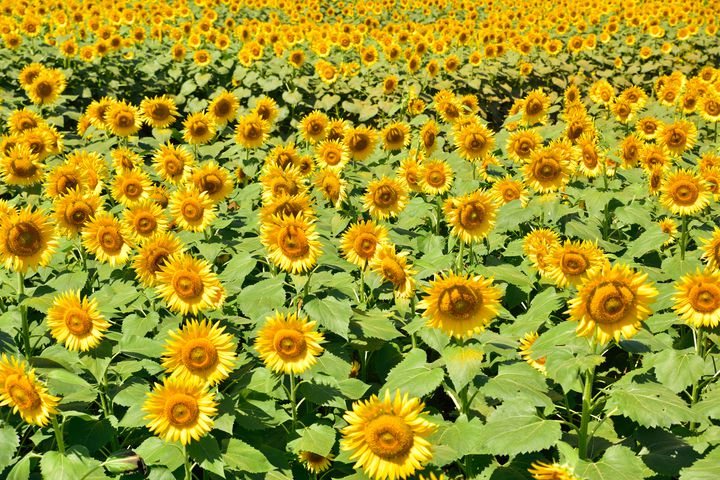 一面に広がる黄色い絶景！日本全国の“7月から咲くひまわり畑”まとめ