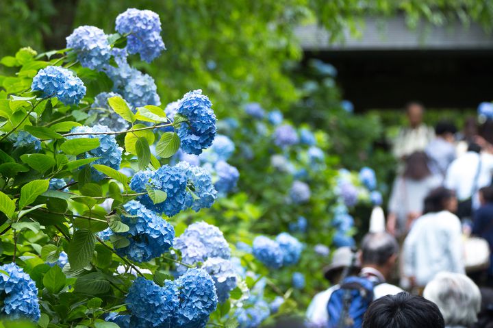 デートにおすすめ 関東地方の 5 7月が見頃 な花畑スポットまとめ Retrip リトリップ