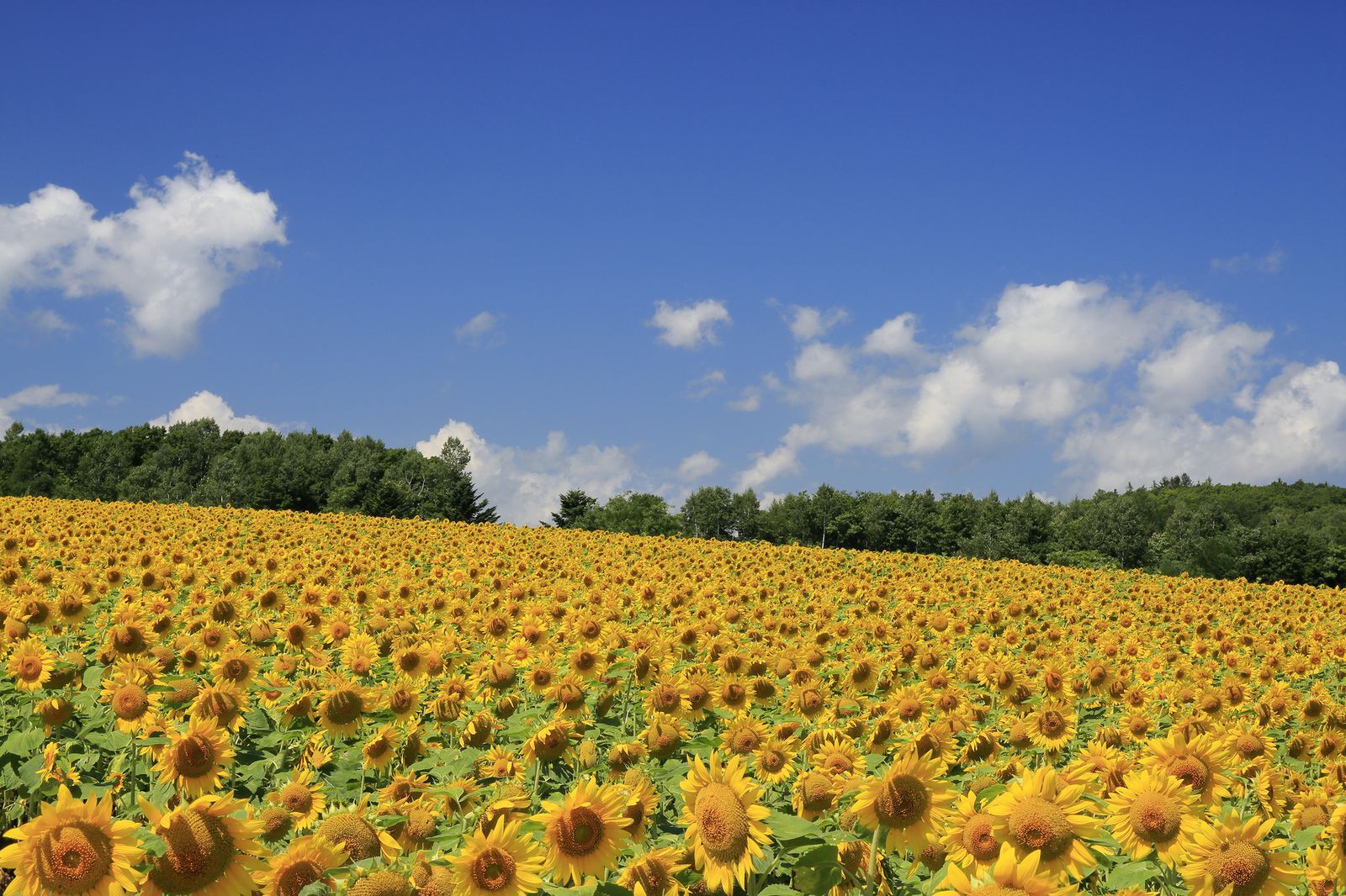 夏休みのお出かけにおすすめ 日本全国の 美しい花畑 を9スポットご紹介 Retrip リトリップ