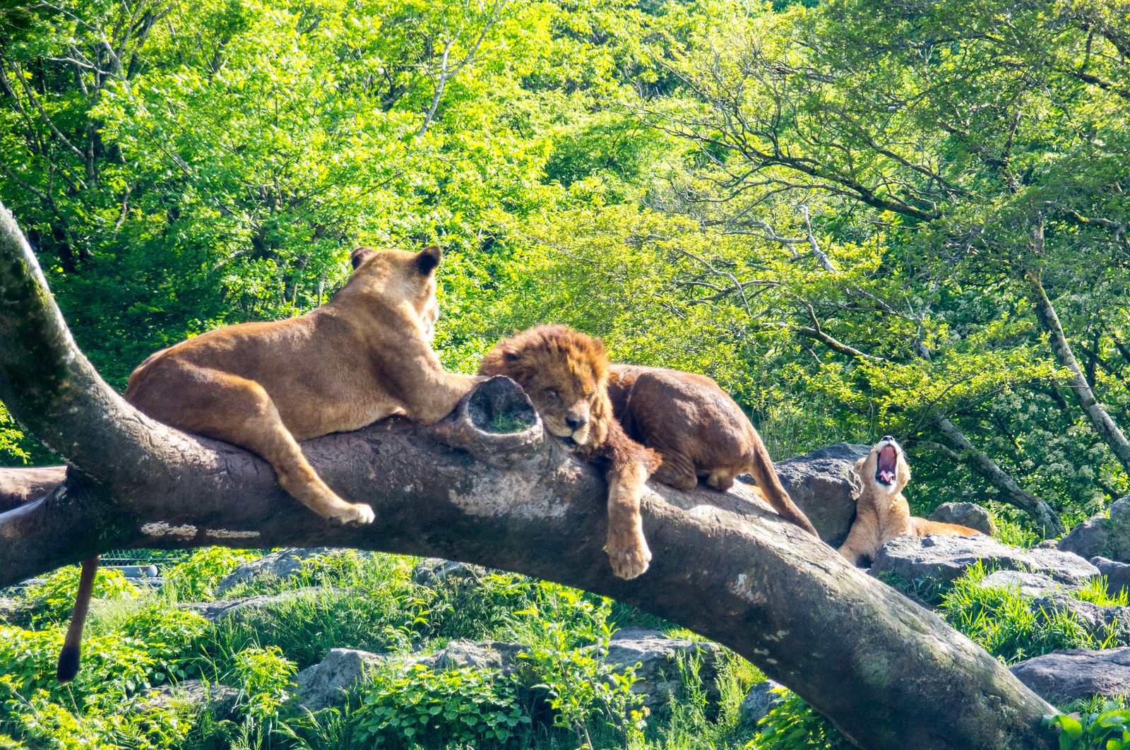 ワイルドな動物の世界へ冒険 日本国内にある サファリパーク 総まとめ Retrip リトリップ