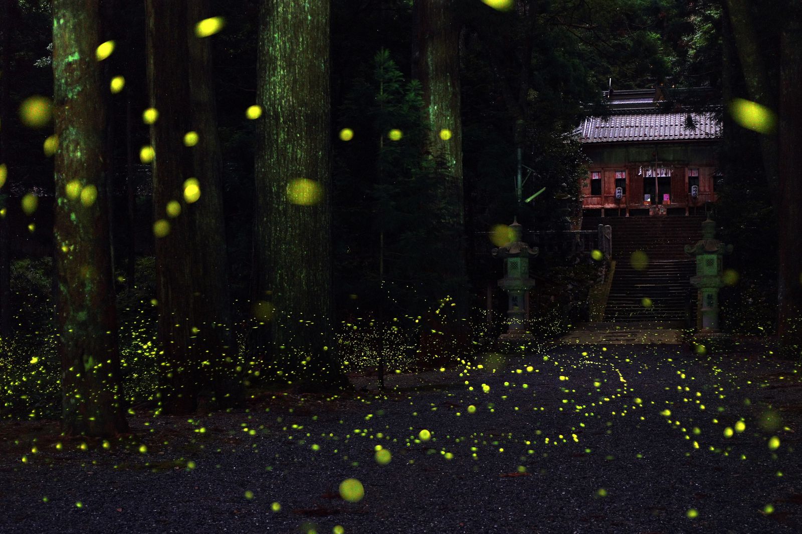 今年こそは見逃さない！今まさに旬、“遅め”のホタル絶景スポット7選