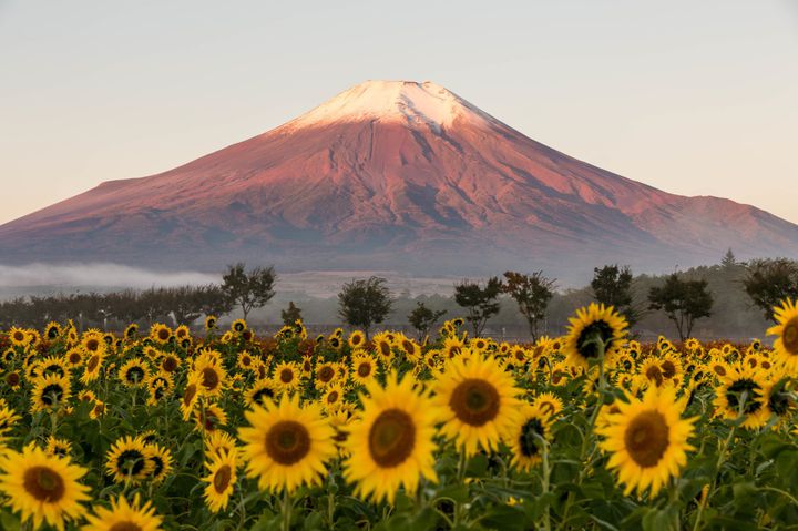 富士山ドライブと花の絶景 一日使って行きたい山梨ドライブデートコースはこれだ Navitime Travel