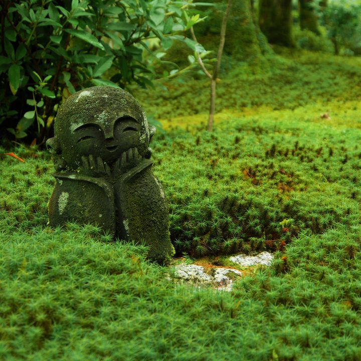 そこに待つのは緑の世界。京都の“圓光寺”で新緑と静寂を求めて