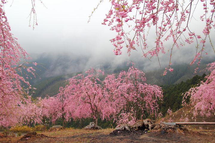 咲き誇る満開の桜 奈良県 で花見したい絶好の桜お花見スポット10選 Retrip リトリップ