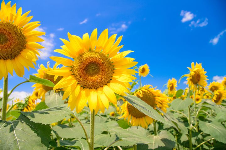 日本一のひまわり畑 都心から日帰りで行ける夏の絶景 明野のひまわり畑 とは Retrip リトリップ