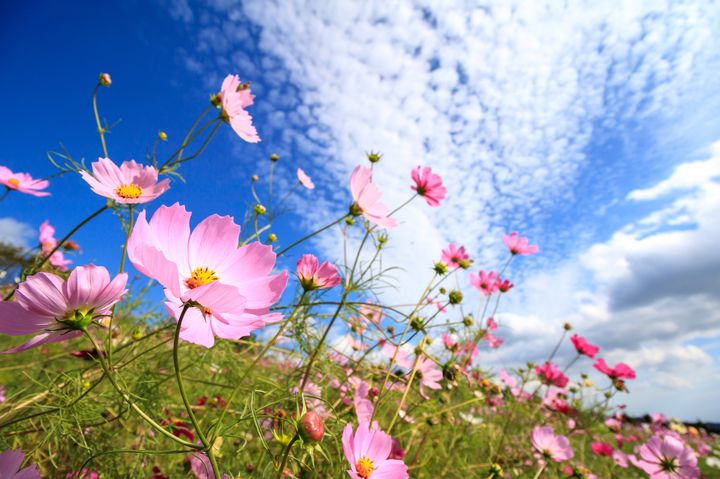 秋の桜 コスモス で秋を満喫しよう 東京都内近郊の秋桜絶景スポット10選 Retrip リトリップ