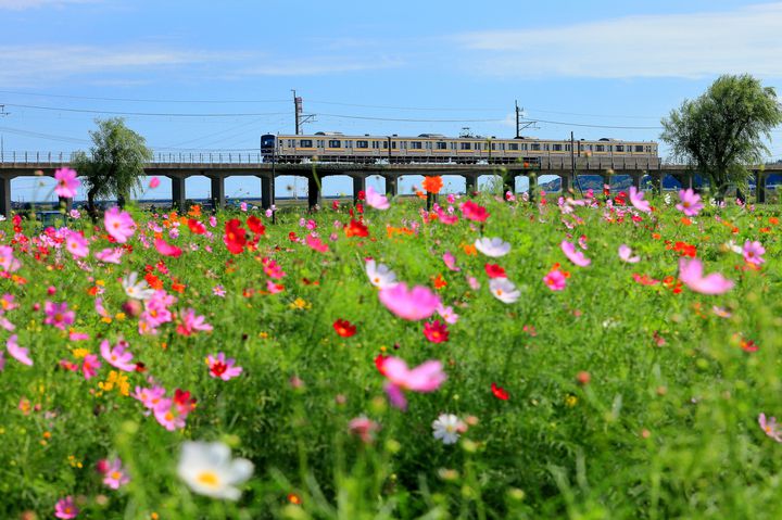 秋の桜 コスモス で秋を満喫しよう 東京都内近郊の秋桜絶景スポット10選 Retrip リトリップ