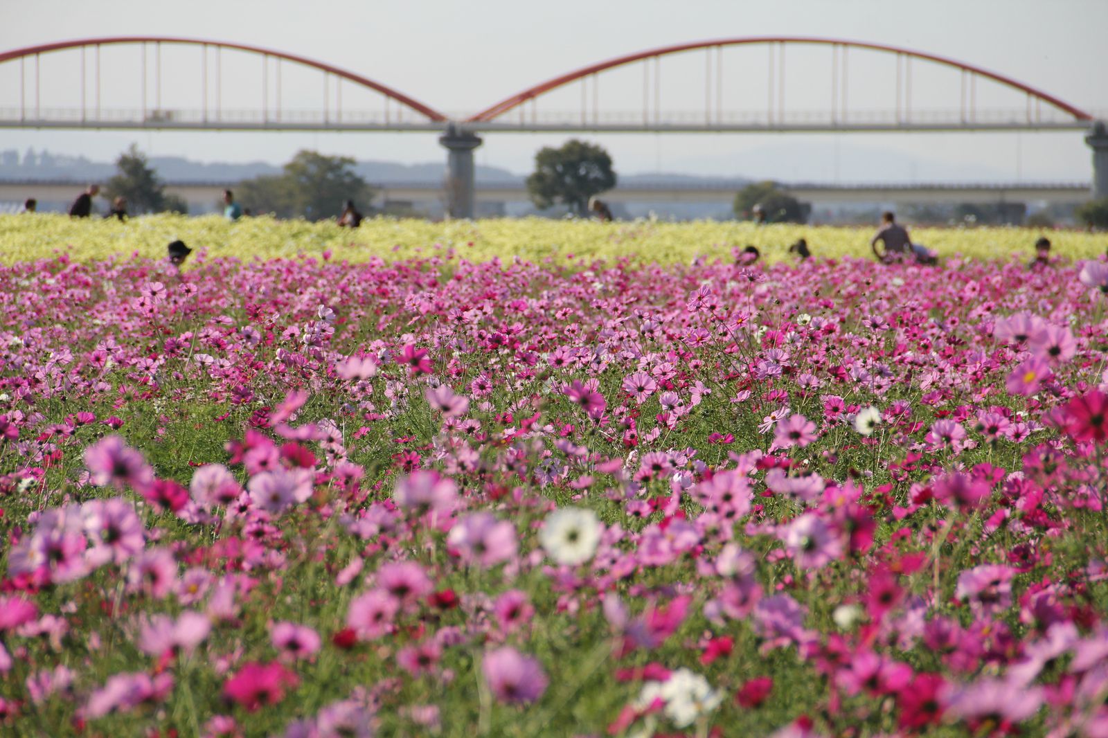 秋の桜 コスモス で秋を満喫しよう 東京都内近郊の秋桜絶景スポット10選 Retrip リトリップ