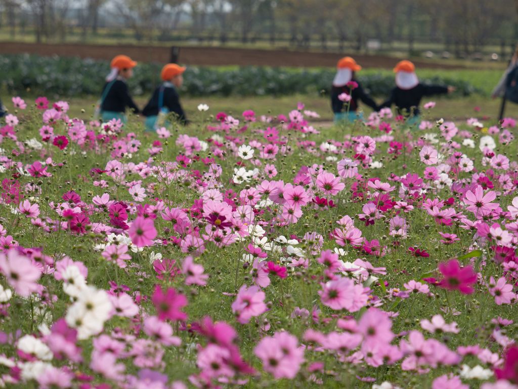 27枚目の画像 秋の桜 コスモス で秋を満喫しよう 東京都内近郊の秋桜絶景スポット10選 Retrip リトリップ