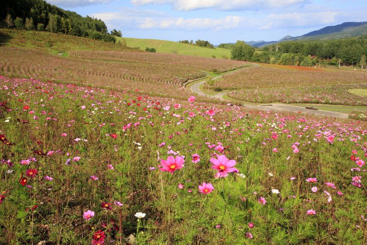 ピンクの絨毯に癒される秋 この秋行きたいおすすめ コスモス畑 22選 Retrip リトリップ
