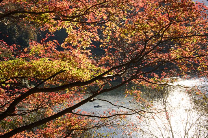 散り際の美しさに心奪われる。関東地方の紅葉の絶景が見れるスポットまとめ