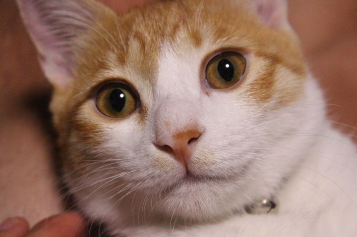 住職はネコ 京都の不思議なお寺 猫猫寺 とは Retrip リトリップ