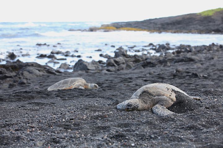 黒砂のビーチって ハワイ島 ブラックサンドビーチ が気になる Retrip リトリップ