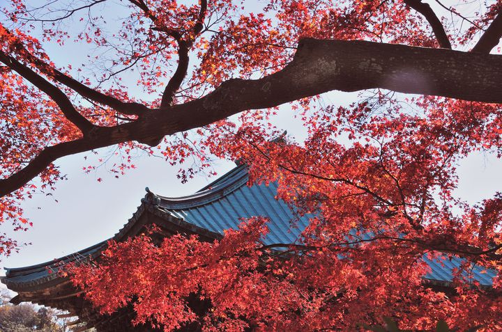 秋うらら染まるふたりの甘い恋 秋 の鎌倉デートで巡りたい12のスポット Retrip リトリップ