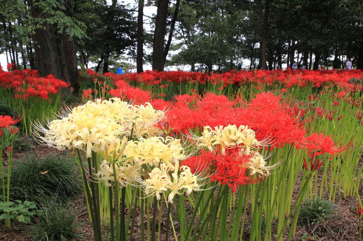 可愛い秋の花に囲まれたい 関東で見られるヒガンバナ コスモス花畑7選 Retrip リトリップ