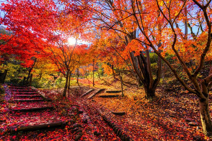 紅葉はこれからが本番！東京都内の11月から見頃を迎える紅葉スポットまとめ