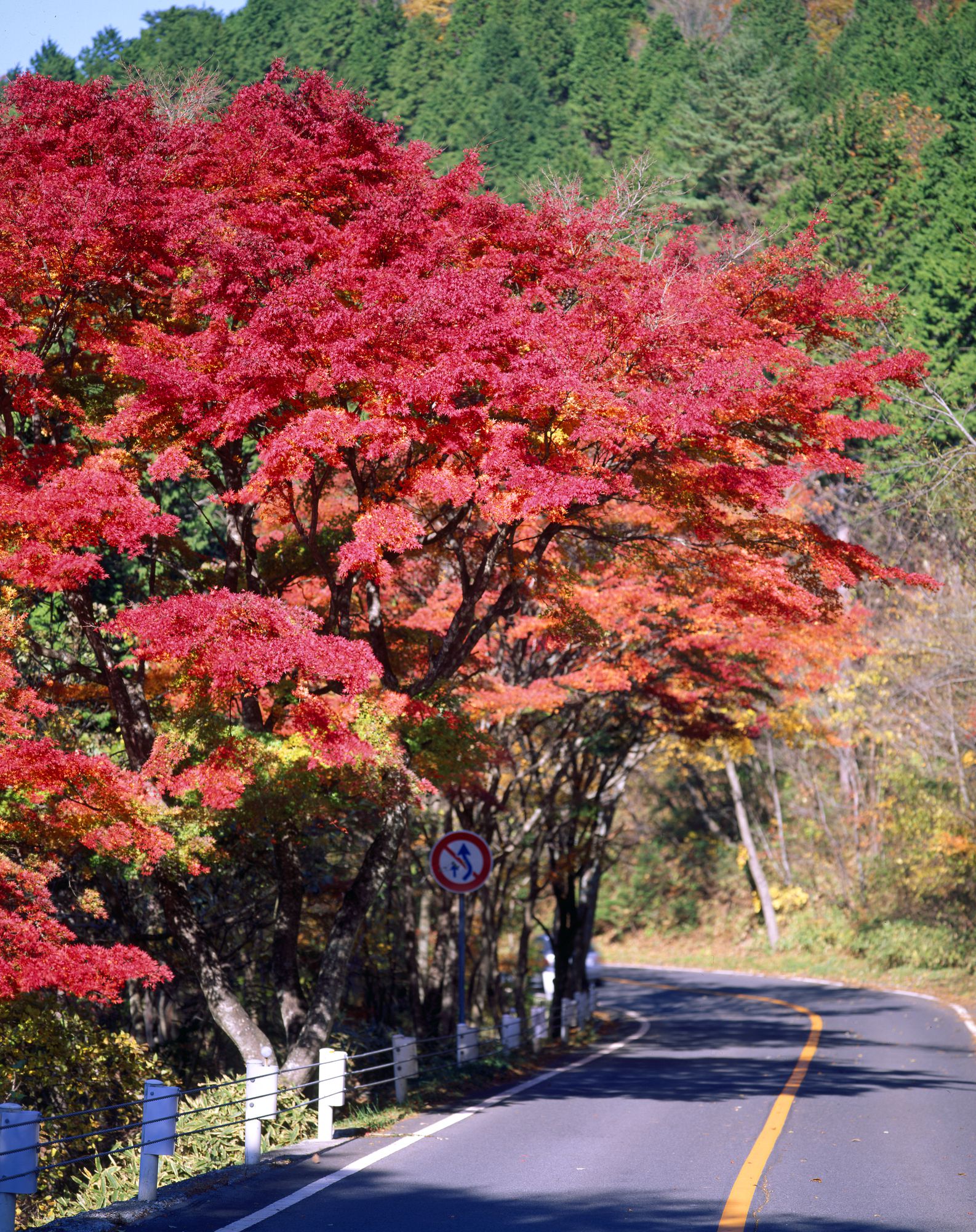 秋の日帰りドライブはここ 紅葉を楽しめる絶景ドライブコース10選 Retrip リトリップ