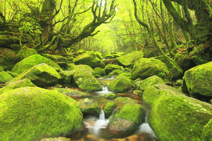 癒しを求める旅好きのあなたに 日本の 美しき緑の絶景 10選 Retrip リトリップ