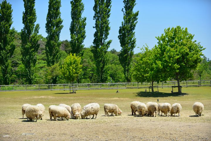 滋賀農業公園 ブルーメの丘