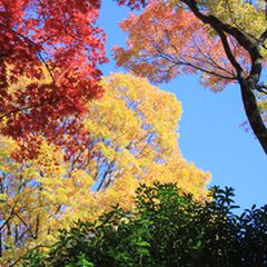 実は紅葉の名所で溢れてる 神奈川県 のおすすめ紅葉スポットtop10 Retrip リトリップ