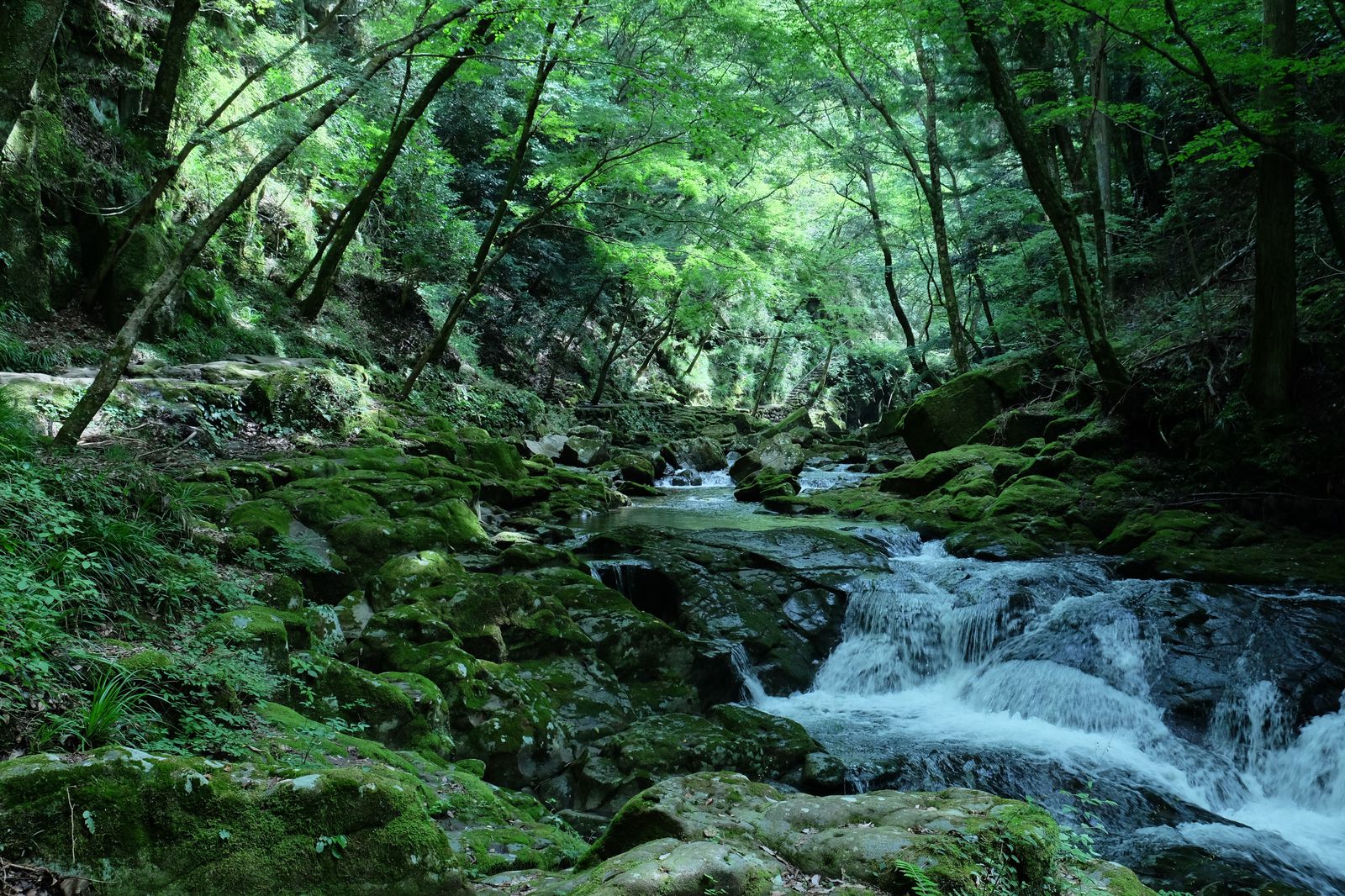 自然に囲まれた深山幽谷を歩く。三重の山間部を流れる「赤目四十八滝」とは | RETRIP[リトリップ]