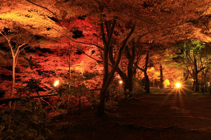 心温まる秋景色をその目に。中国地方のこの秋行きたい紅葉鑑賞スポット7選