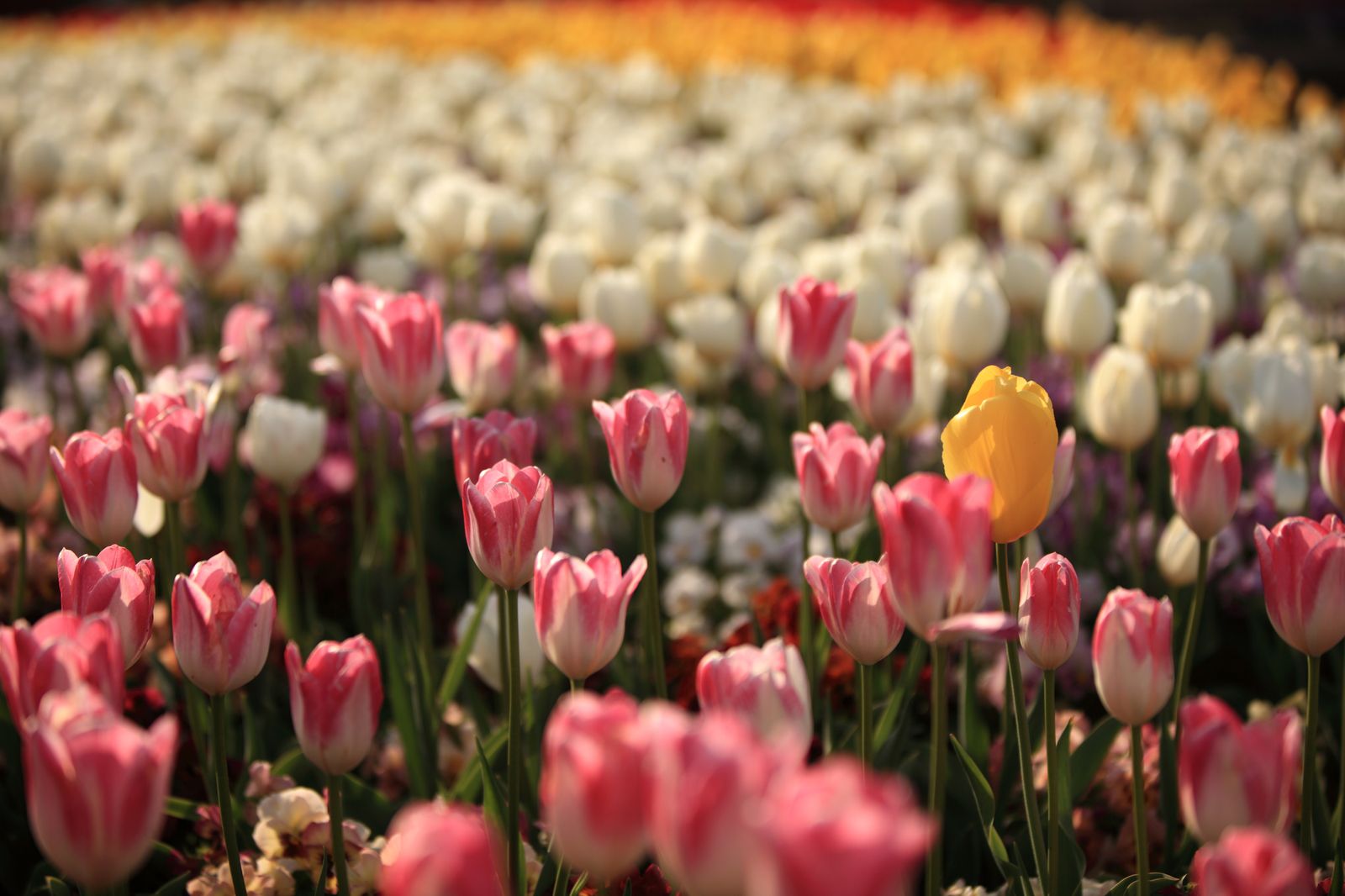 雨の日 デート 群馬 家 デート