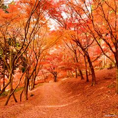 藤の花だけじゃない 実は 河内藤園 は秋も魅力抜群の観光スポットだった Ava Travel アバトラベル