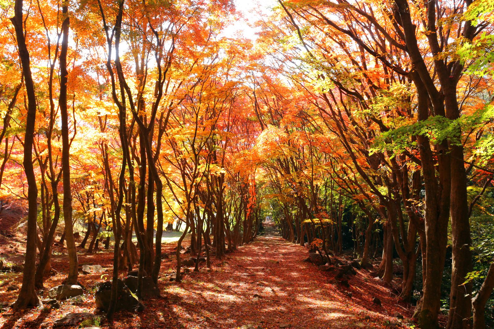 藤の花だけじゃない 実は 河内藤園 は秋も魅力抜群の観光スポットだった Retrip リトリップ