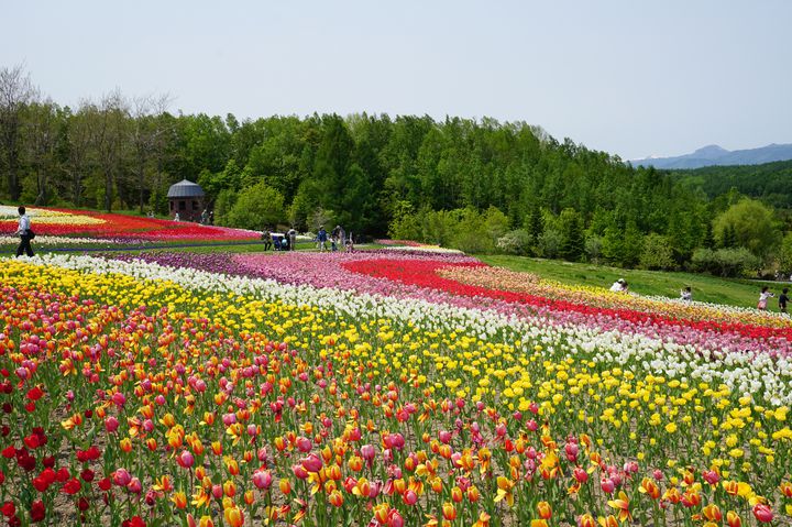 子供と大人が一緒に楽しめる！この夏行きたい「北海道」の公園15選