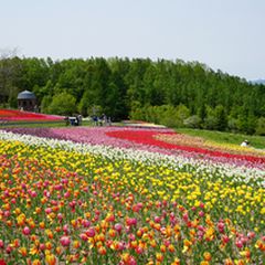 終了 チューリップが織りなす絶景が見たい 北海道にて チューリップ すずらんフェスタ 開催 Retrip リトリップ