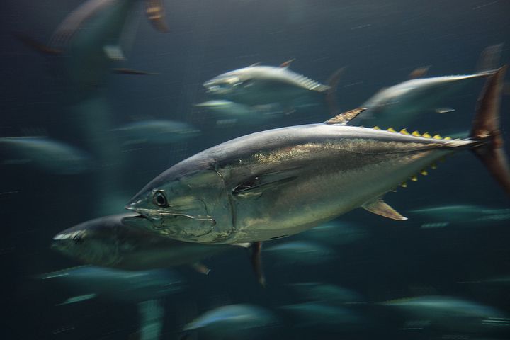 生きるために泳ぎ続けるマグロに会いに 葛西臨海水族園でしたい5つのこととは Retrip リトリップ