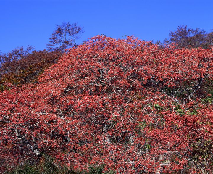 圧倒的な景観美 癒される岡山の紅葉名所ランキングtop5 Retrip リトリップ