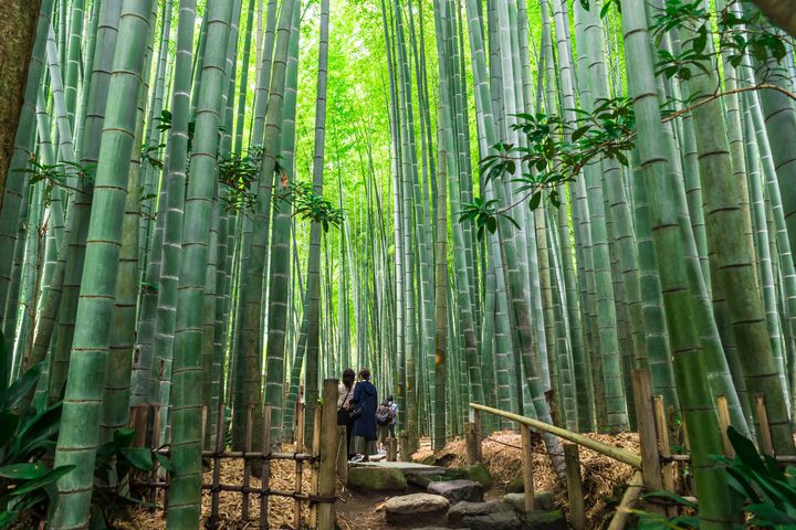 癒しの“休日旅”へ出かけよう。春の「鎌倉」を楽しむ日帰りプランをご紹介