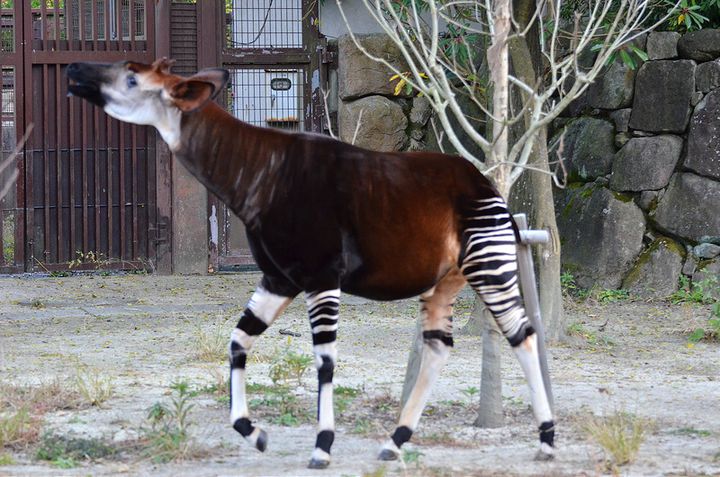 珍獣オカピに出会える よこはま動物園ズーラシア でしたい5つのこと Retrip リトリップ