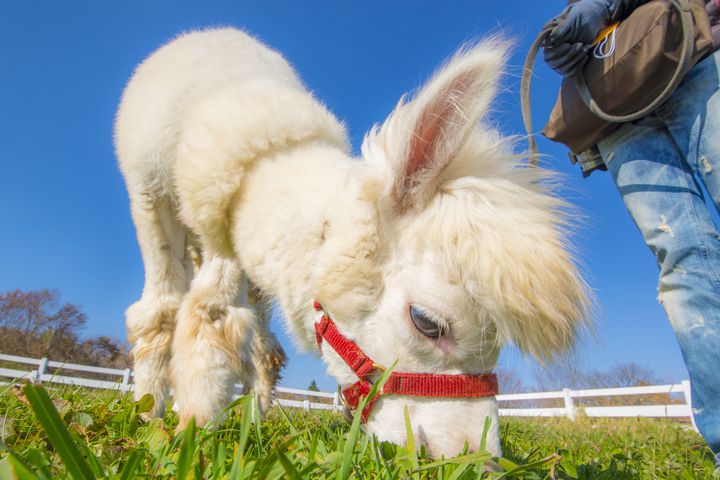 動物たちとたくさん触れ合いたい 栃木県内の人気の動物園5選 Retrip リトリップ