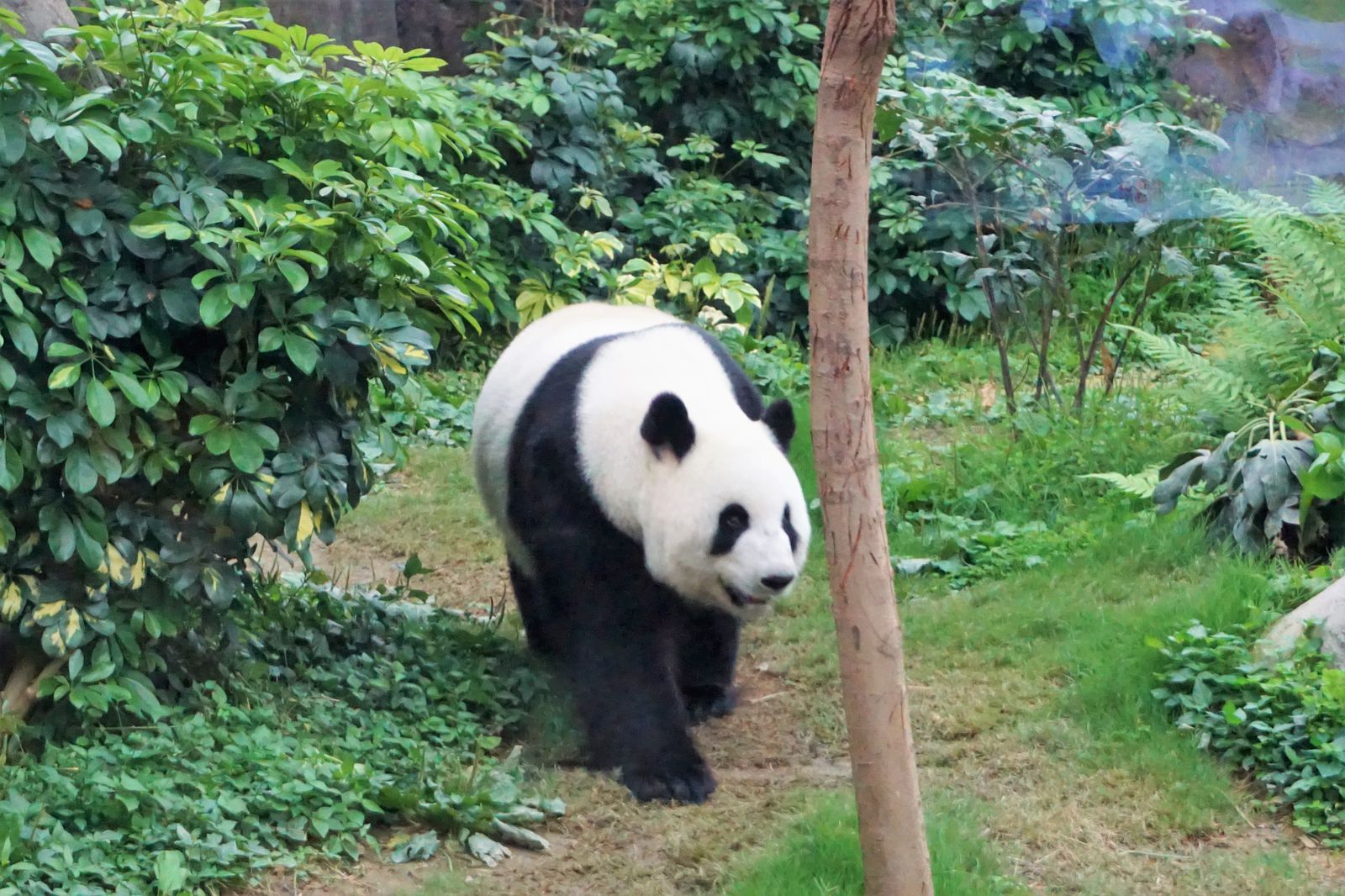 遊園地 動物園 水族館が集結 香港のオーシャン パークの魅力を徹底解析 Retrip リトリップ