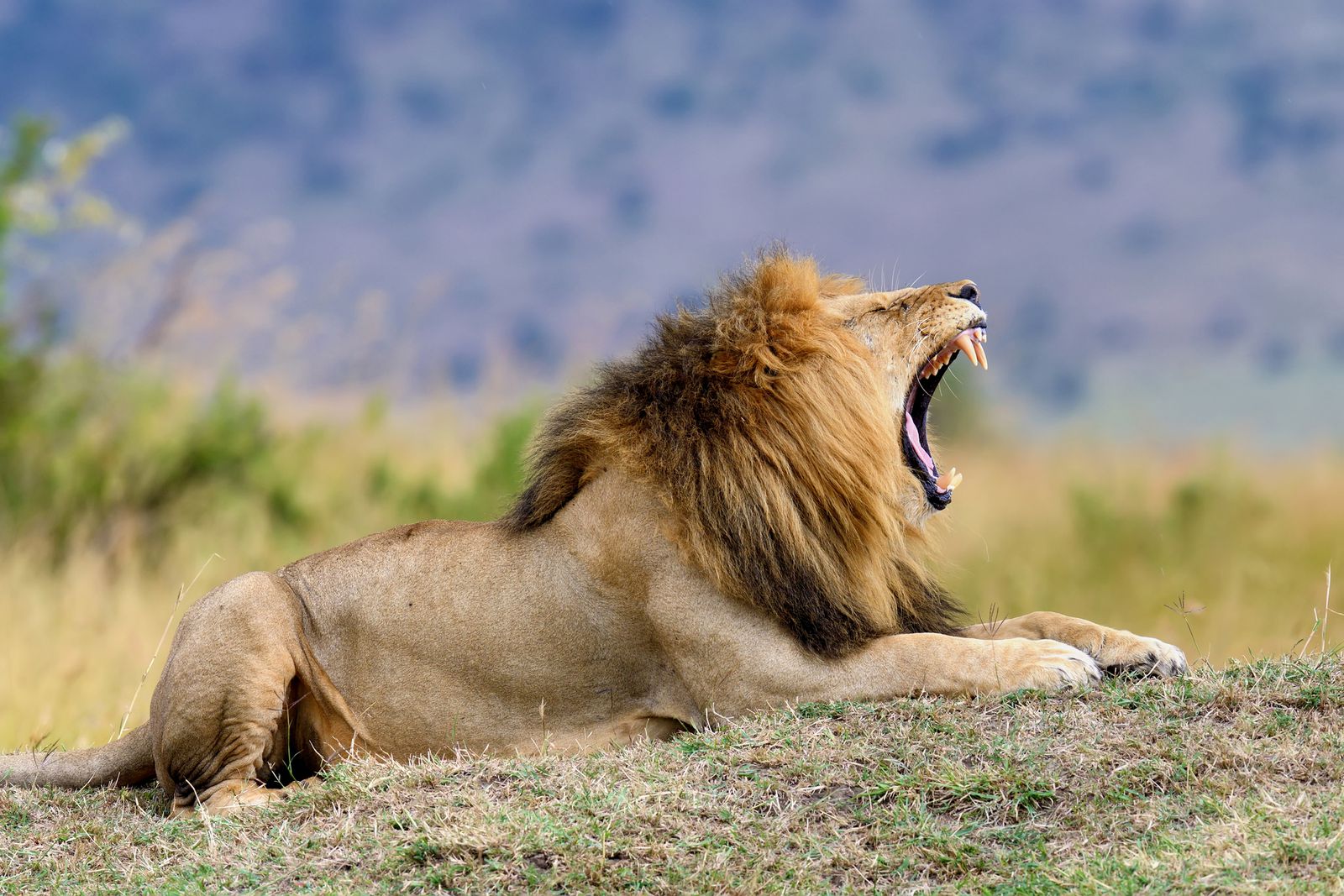 これぞまさにライオンキングの世界 動物天国 ケニア4日間の旅がすごすぎた Retrip リトリップ