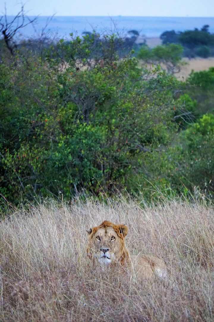 これぞまさにライオンキングの世界 動物天国 ケニア4日間の旅がすごすぎた Retrip リトリップ