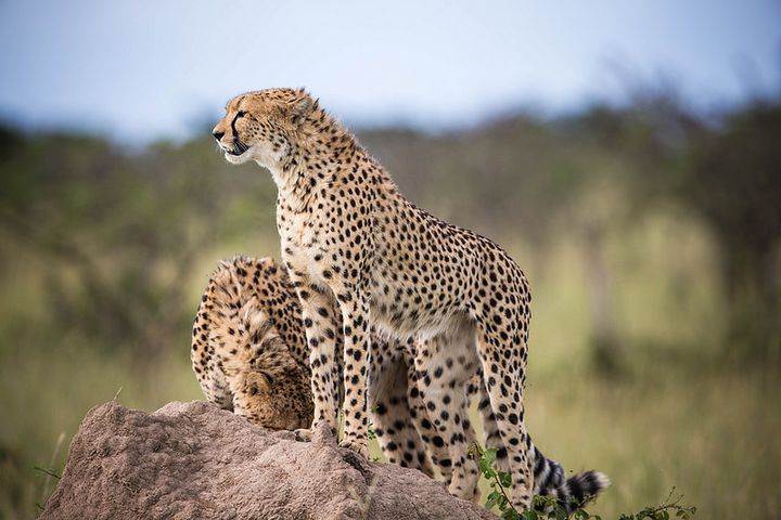 これぞまさにライオンキングの世界 動物天国 ケニア4日間の旅がすごすぎた Retrip リトリップ