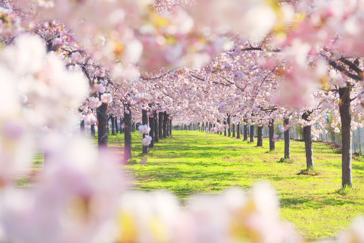 風景と不思議とグルメが素敵 春といえば行きたい遠野の桜スポット5選 Retrip リトリップ