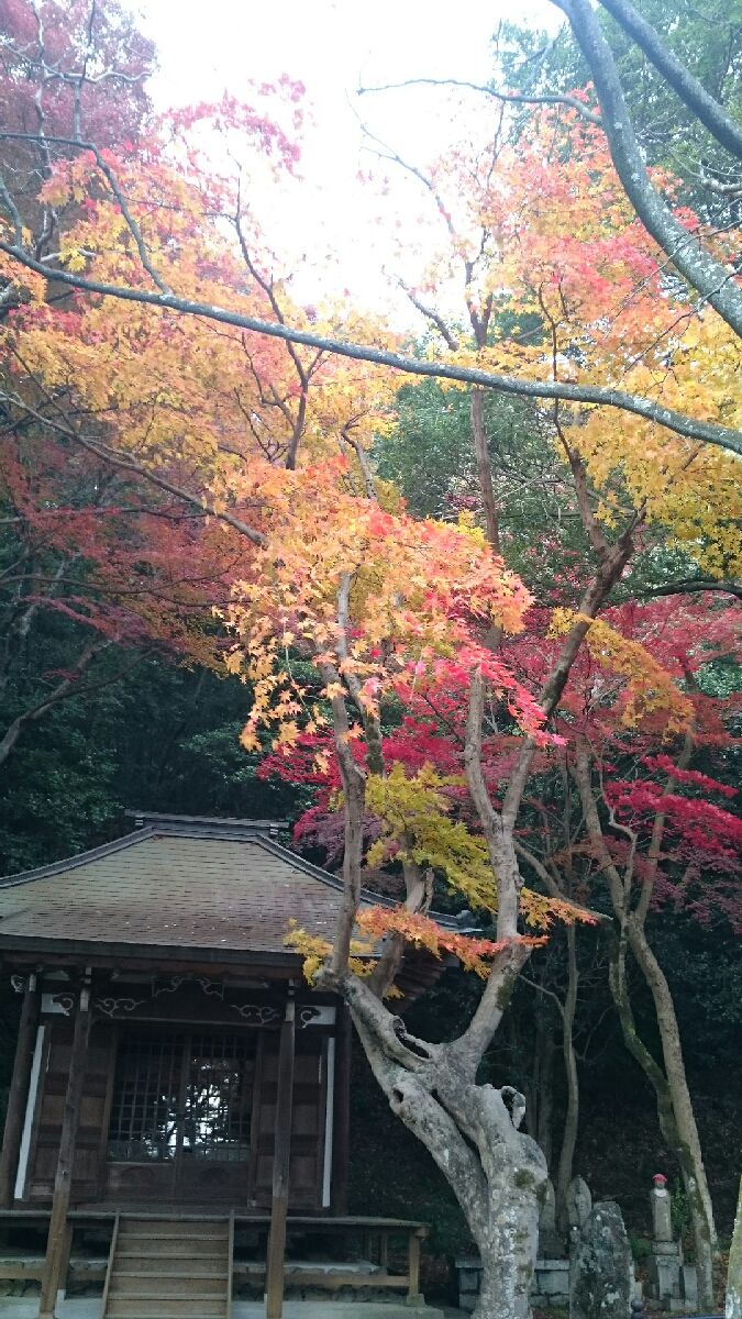 歴史と文化と紅葉狩り 定光寺 定光寺公園 の紅葉がとにかく美しすぎる Retrip リトリップ