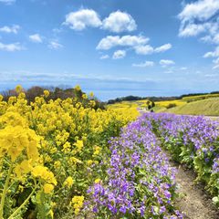 初夏のおでかけに 関西地方の 5月 7月が見頃 な花畑スポットまとめ Retrip リトリップ